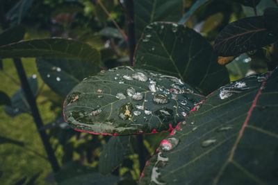 Close-up of raindrops on leaves