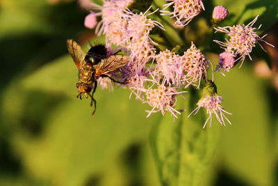 Close-up of insect on flower