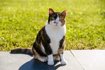 A piebald cat sitting on a stone in the garden