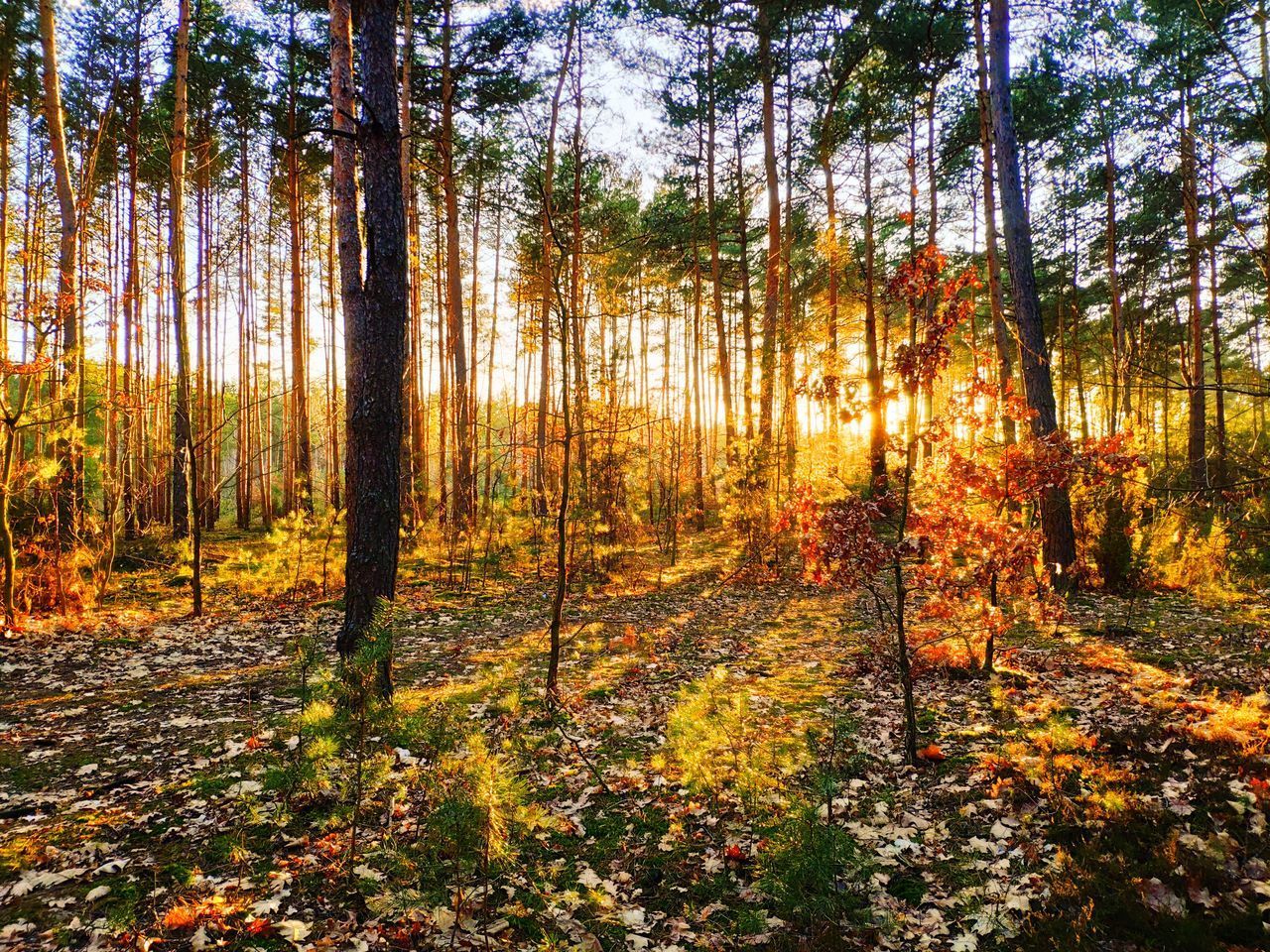 SCENIC VIEW OF FOREST DURING AUTUMN