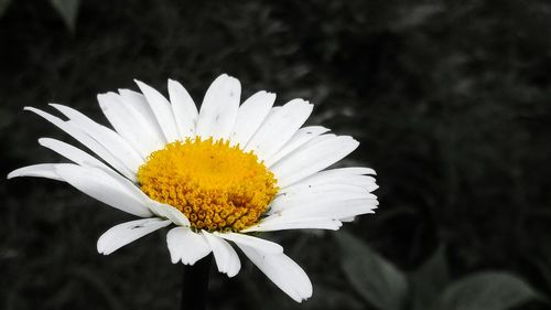 Close-up of white daisy