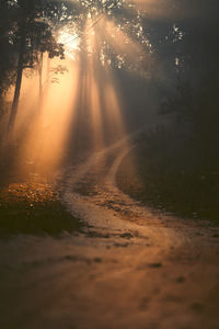 Scenic view of forest against sky during sunset