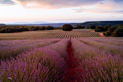 Scenic view of lavender field against sky during sunset