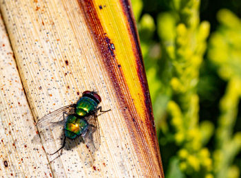 High angle view of fly on leaf