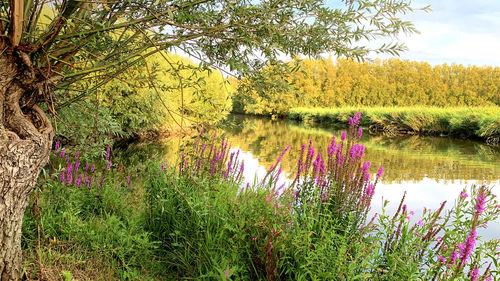 Purple flowering plants by lake