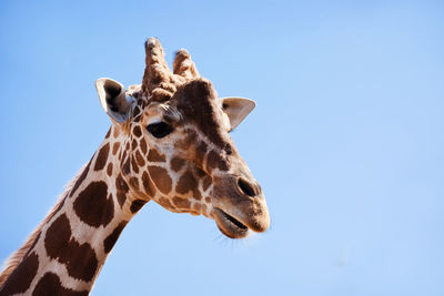 Low angle view of giraffe against sky