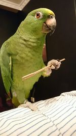 Close-up of parrot perching on hand