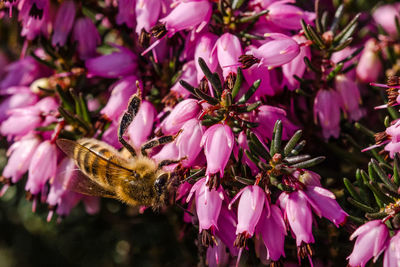 Close-up of honey bee on pink flower