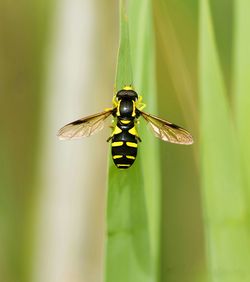 Close-up of insect