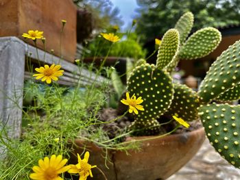 Close-up of yellow flowering plant