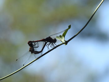 Close-up of dragonfly on twig