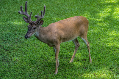 Deer standing in a field