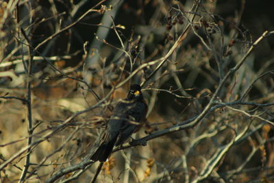 Close-up of bird perching on branch