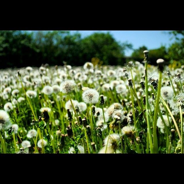 flower, growth, freshness, fragility, transfer print, plant, beauty in nature, nature, focus on foreground, flower head, close-up, petal, field, white color, blooming, stem, auto post production filter, green color, selective focus, in bloom