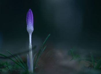 Close-up of purple crocus flower on field