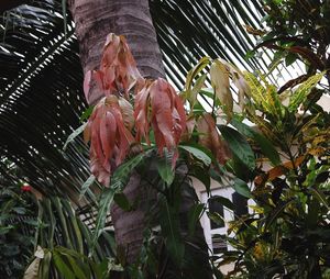 Close-up of leaves