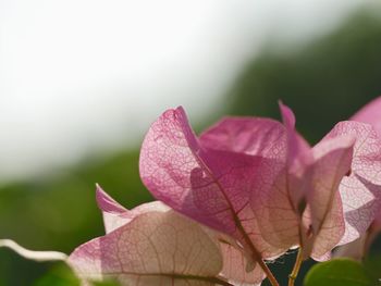 Close-up of pink leaves on plant