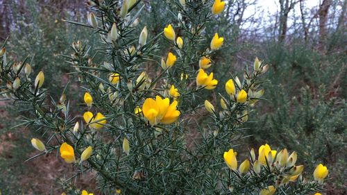 Close-up of yellow crocus blooming outdoors