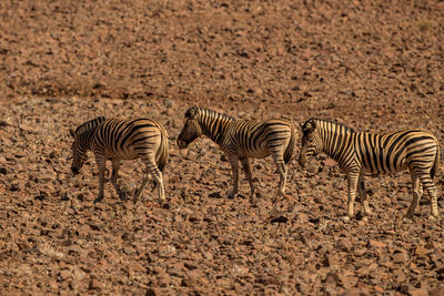 Zebras in a desert