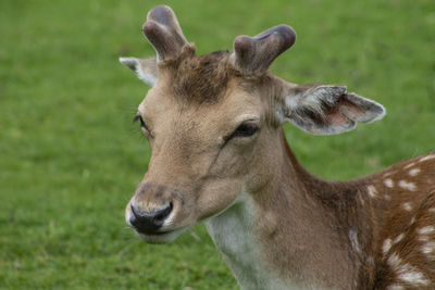 Close-up of deer in a field