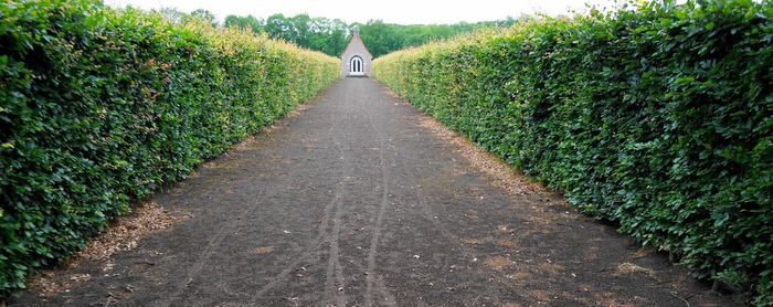 Rear view of grass on grass