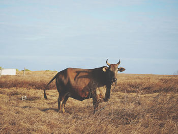 Horse standing in a field