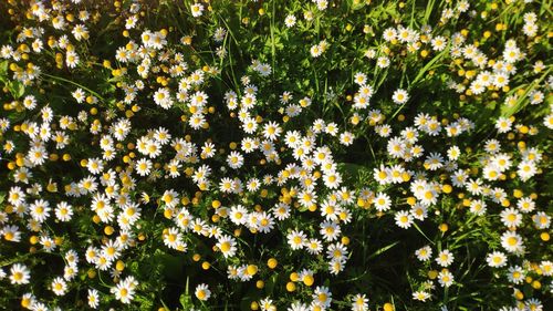 White flowering plants in bloom