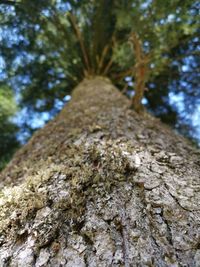 Low angle view of tree trunk in forest