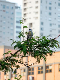 Bird perching on a tree