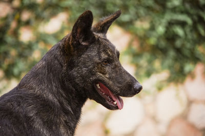 Close-up of a dog looking away