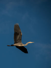 Bird flying against blue sky