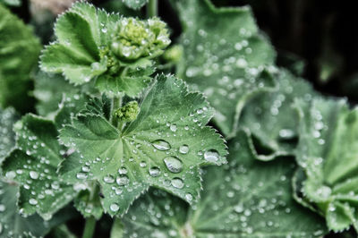 Close-up of water drops on leaf