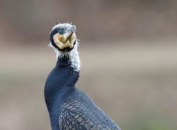 Close-up portrait of bird