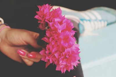 Close-up of hand holding pink rose flower