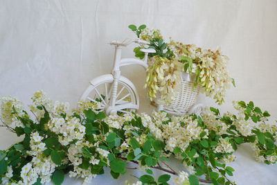 White flowers in vase against wall