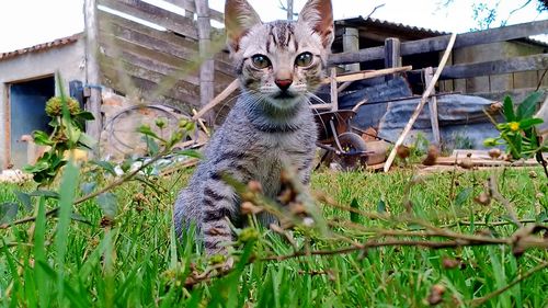 Portrait of kitten on field