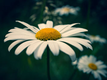 Close-up of white daisy flower