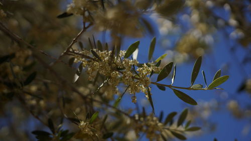 Low angle view of flowers on branch