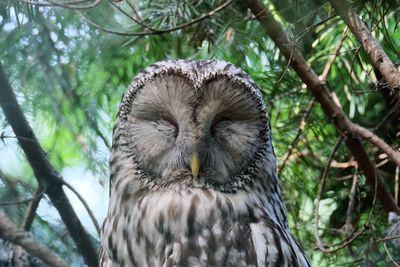 Close-up of owl