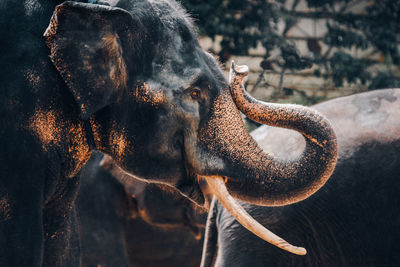 Close-up of elephant