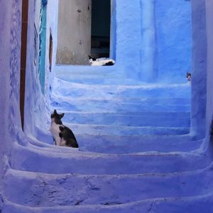 Cat sitting in a snow