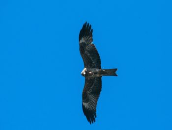 Low angle view of eagle flying against clear blue sky