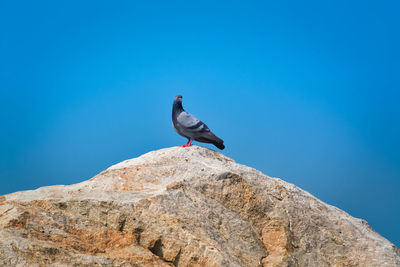 A pigeon standing on the rock in vivid clear blue sky