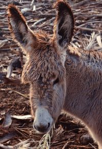 Close-up portrait of lion