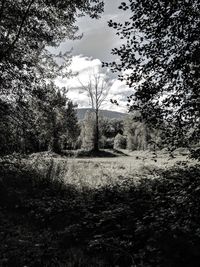 Trees on field against sky