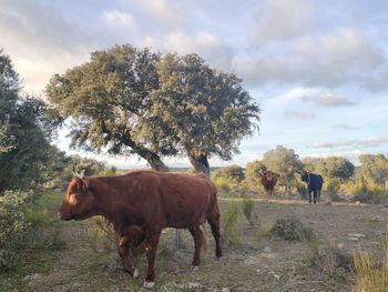 Horse in a field