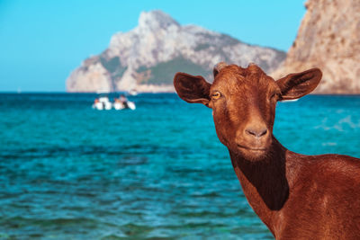 Close-up of a goat in the sea in mallorca