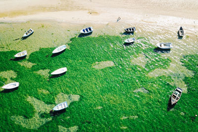 High angle view of grass