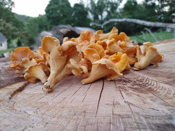 Close-up of mushrooms on table