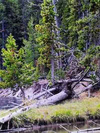 Plants and trees in forest